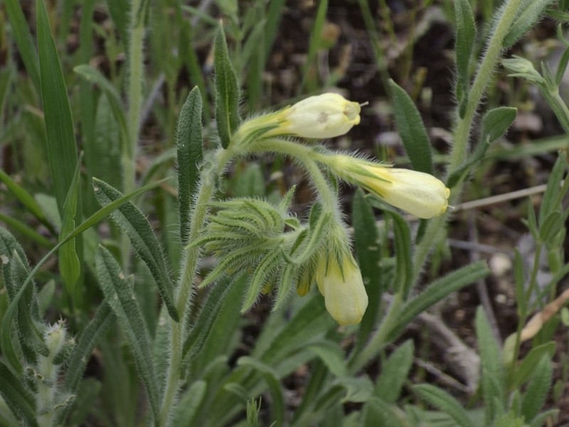 Onosma bracteosa photo 4