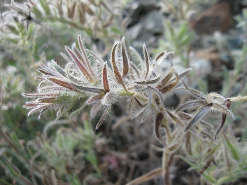 Onosma bracteosa photo 5