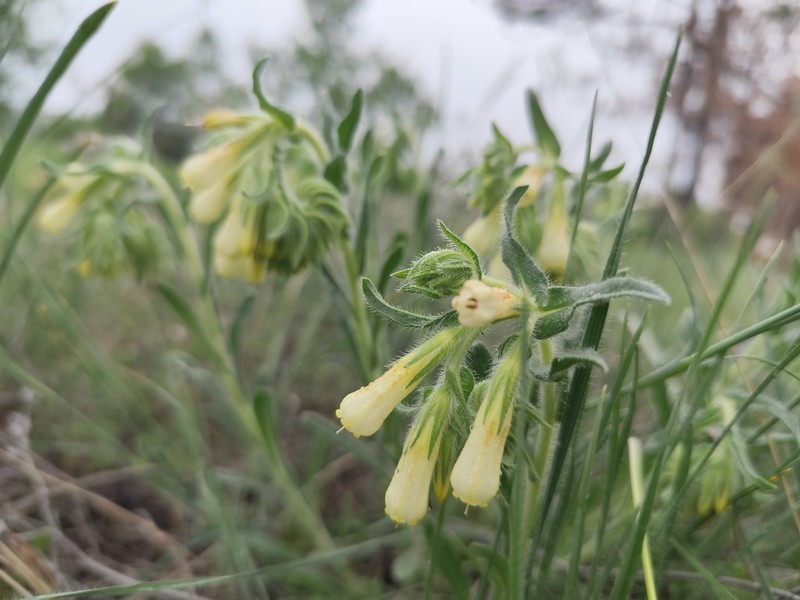 Onosma bracteosa photo 6
