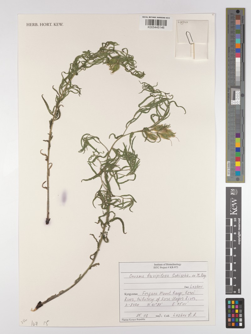 Onosma brevipilosa