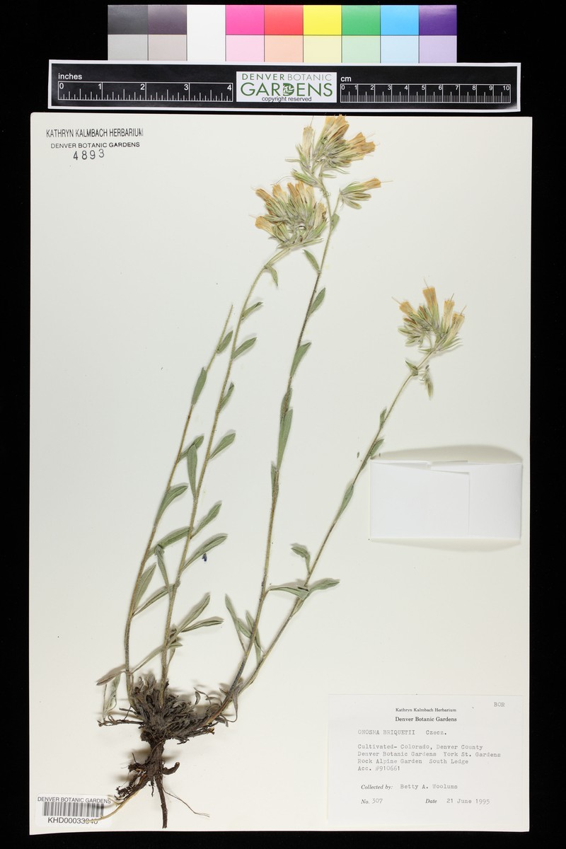 Onosma briquetii