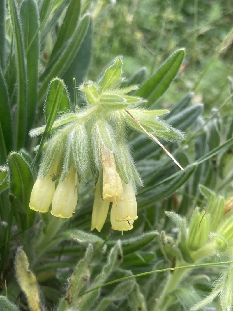 Onosma bubanii
