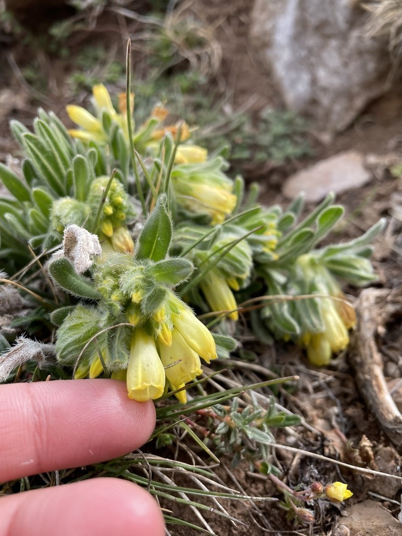 Onosma bubanii photo 2