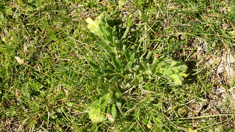 Onosma bubanii photo 3