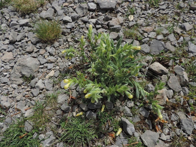 Onosma bubanii photo 4