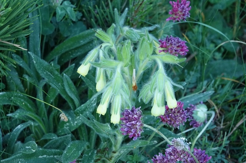 Onosma bubanii photo 5