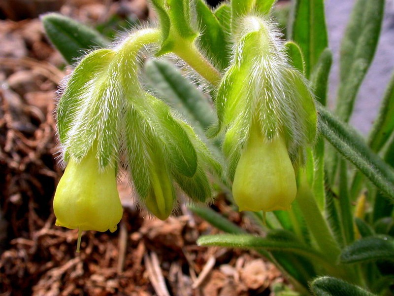 Onosma bubanii photo 7