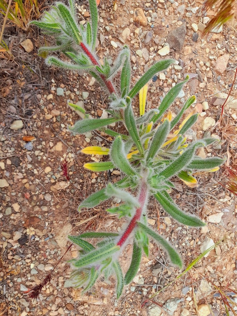 Onosma bulbotricha