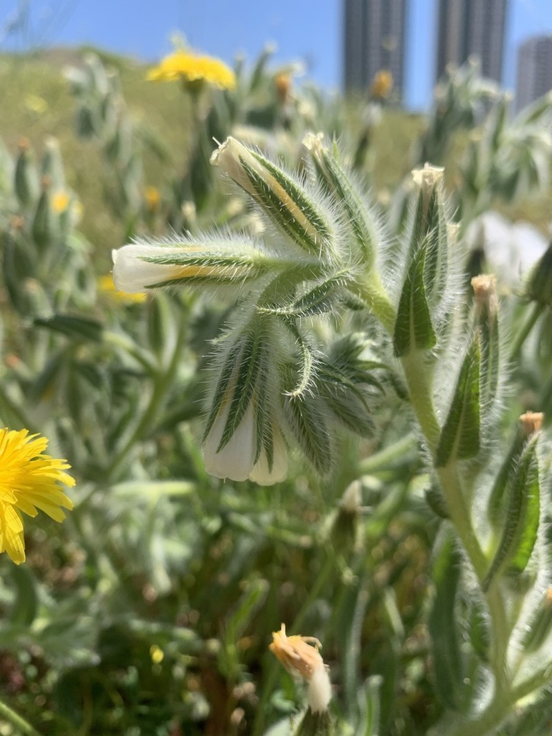 Onosma bulbotricha photo 2