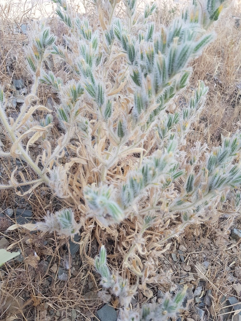 Onosma bulbotricha photo 3