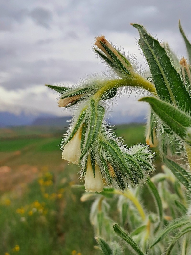 Onosma bulbotricha photo 4
