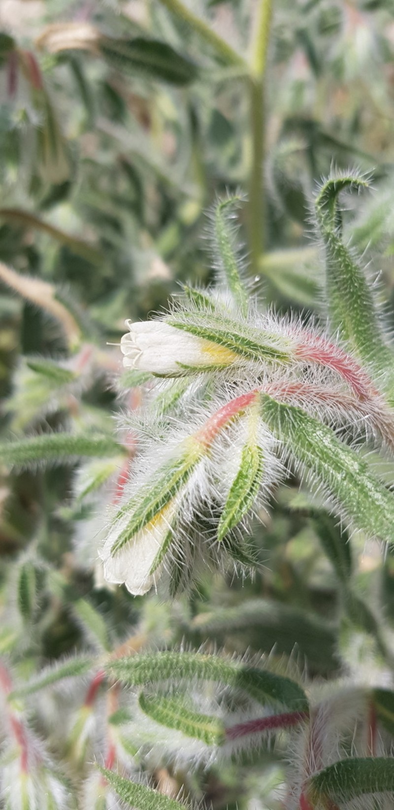 Onosma bulbotricha photo 5