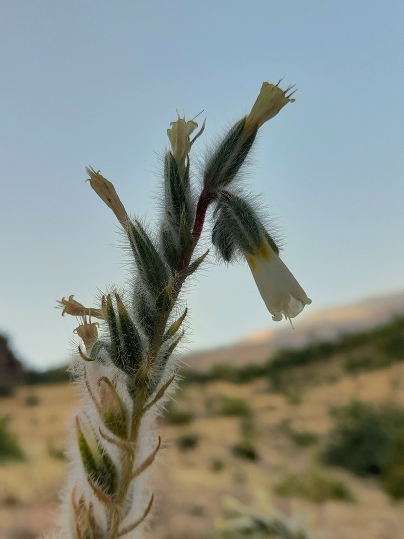 Onosma bulbotricha photo 6