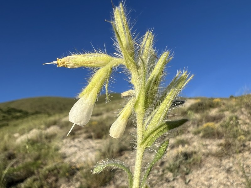 Onosma bulbotricha photo 8