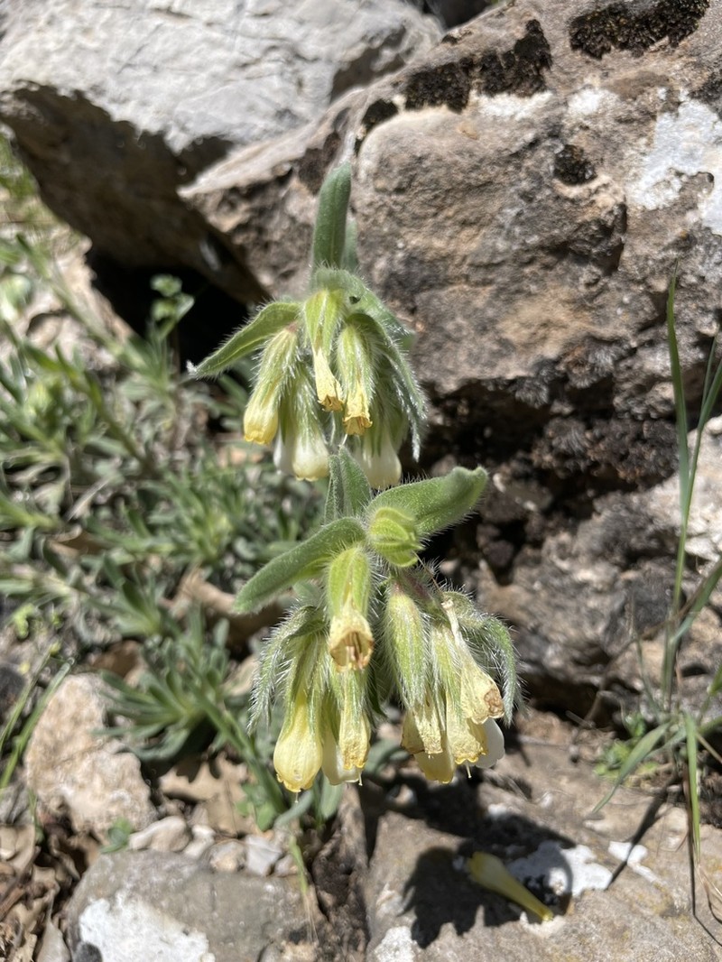 Onosma caerulescens
