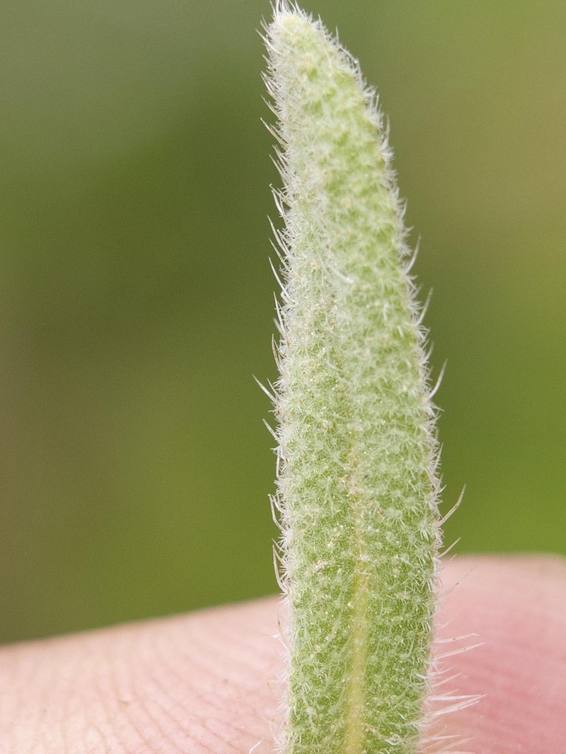 Onosma caerulescens photo 2