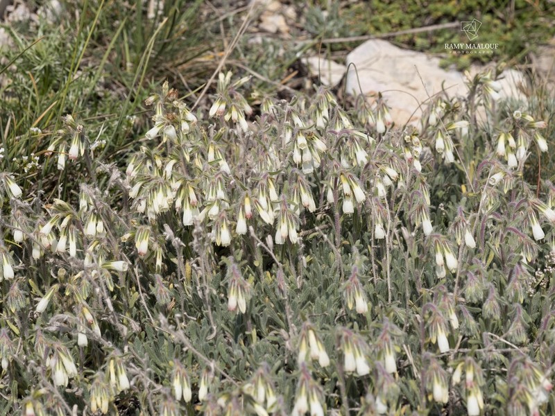 Onosma caerulescens photo 3