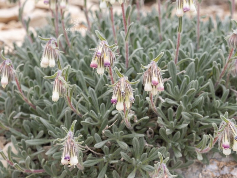 Onosma caerulescens photo 4