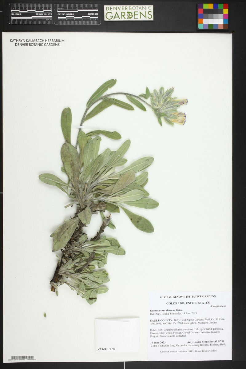 Onosma caerulescens photo 6