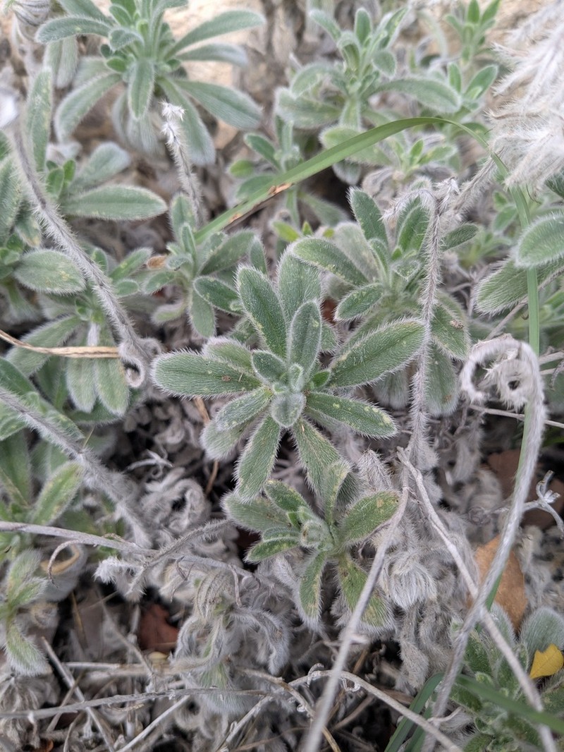 Onosma caespitosa photo 2
