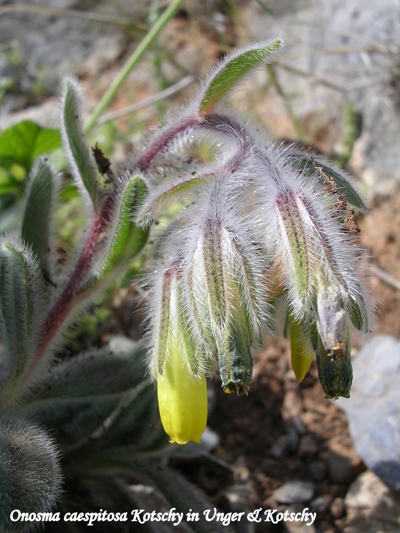 Onosma caespitosa photo 3