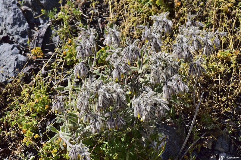Onosma caespitosa photo 4