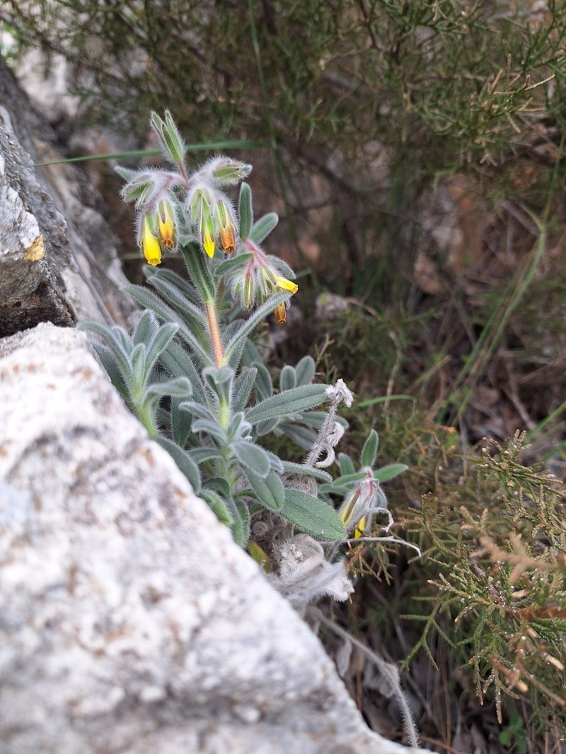 Onosma caespitosa photo 5