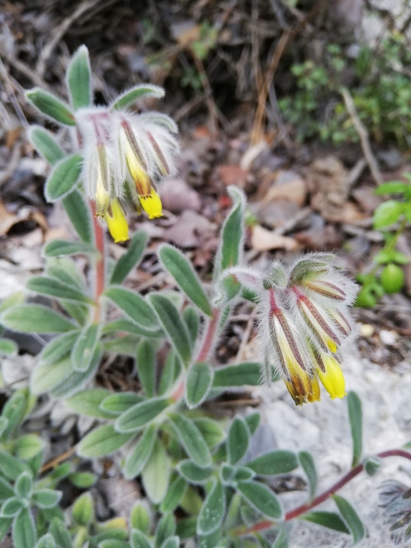 Onosma caespitosa photo 6