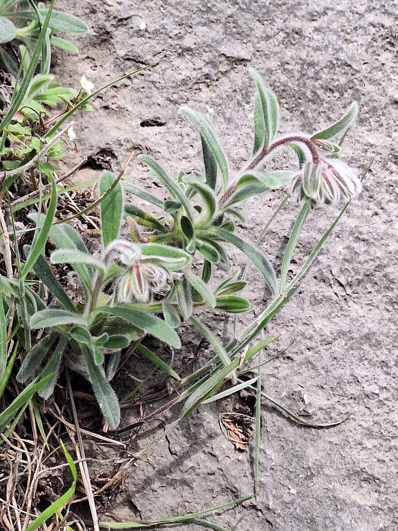 Onosma caespitosa photo 7