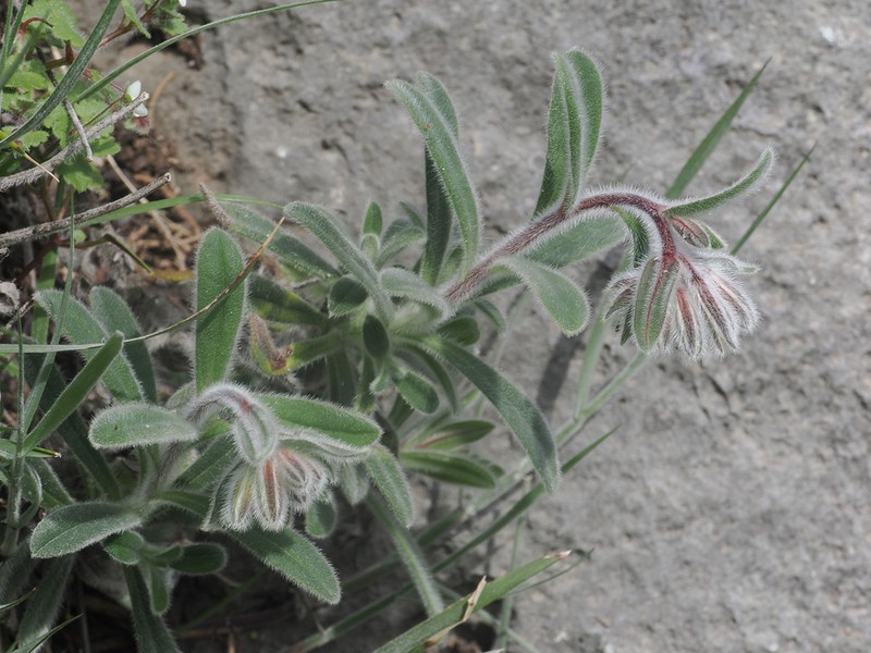 Onosma caespitosa photo 8
