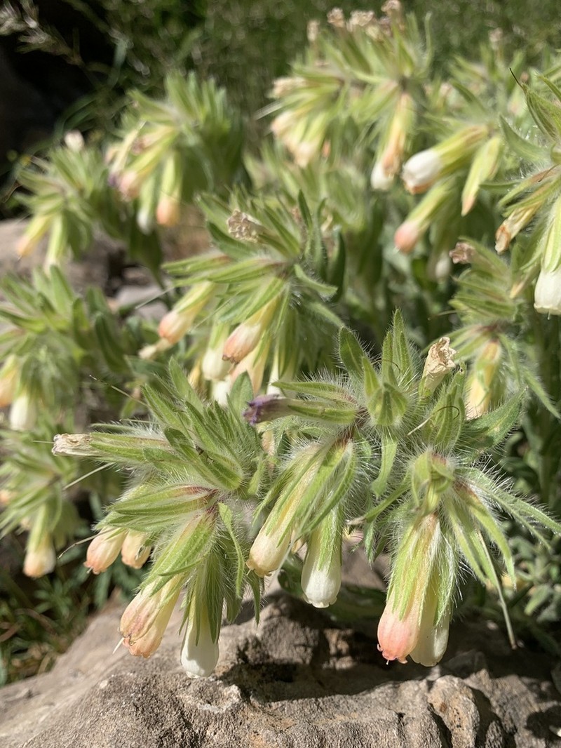 Onosma cardiostegium