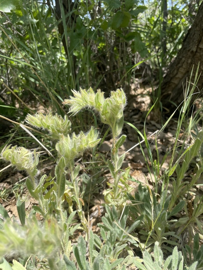 Onosma cardiostegium photo 2