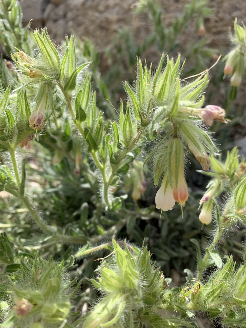 Onosma cardiostegium photo 3