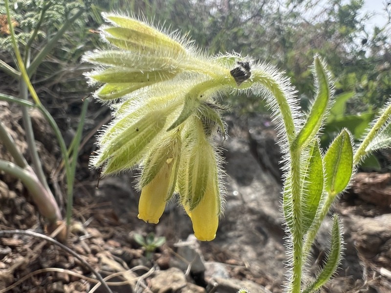 Onosma cassia