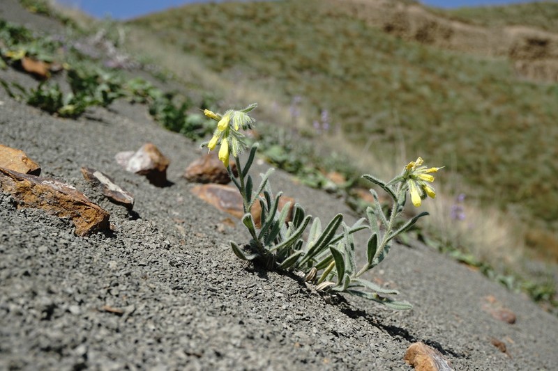 Onosma caucasica