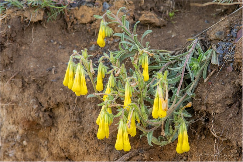 Onosma caucasica photo 2