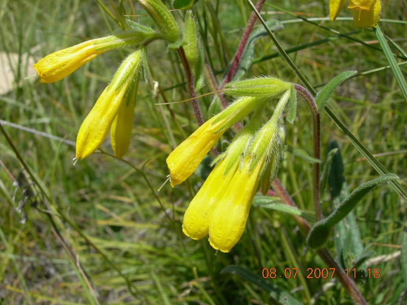 Onosma caucasica photo 3