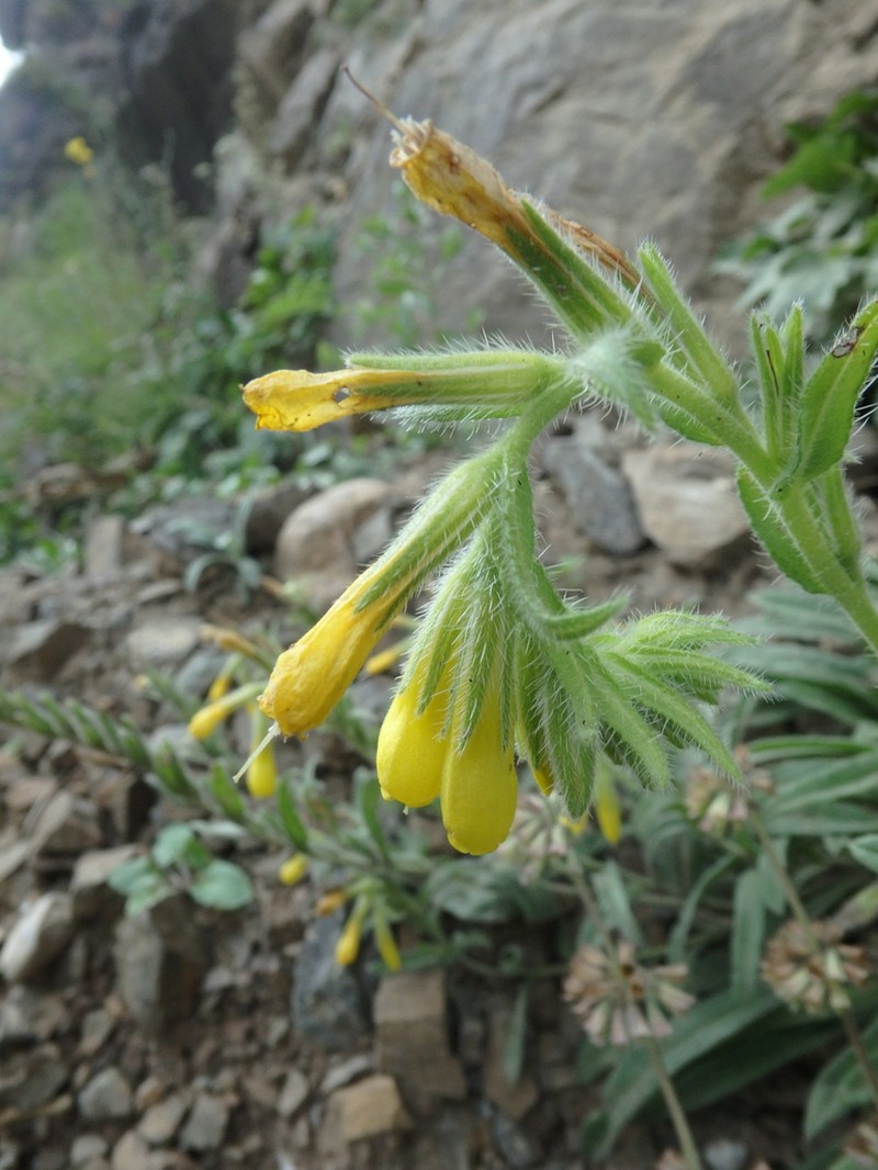 Onosma caucasica photo 4
