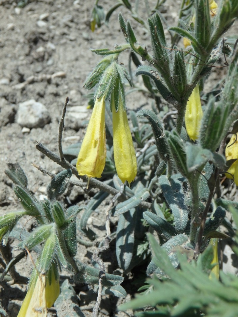 Onosma caucasica photo 5
