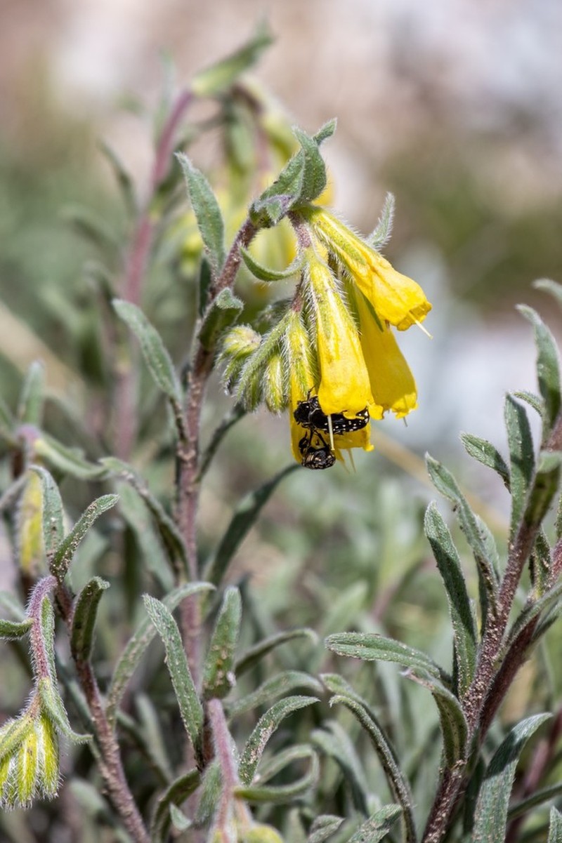 Onosma caucasica photo 6