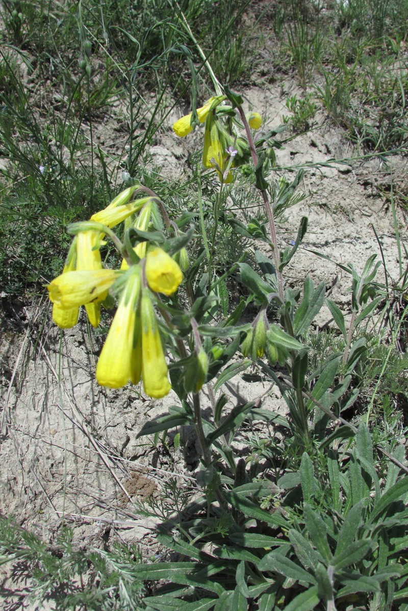 Onosma caucasica photo 7