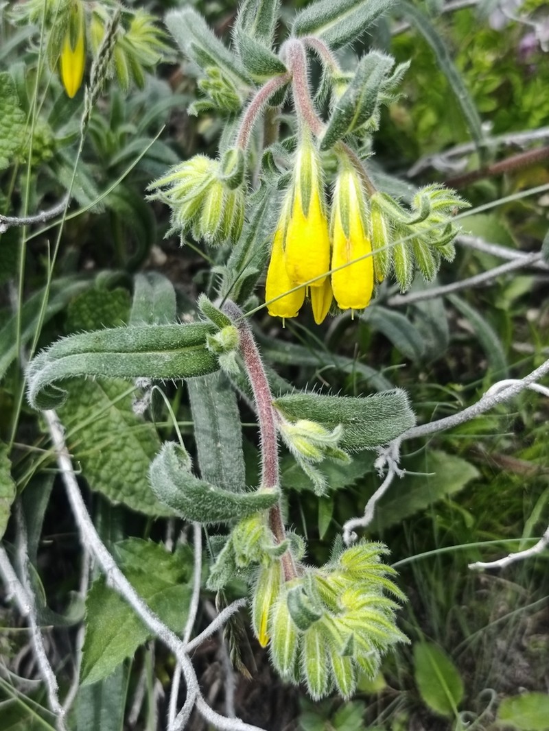 Onosma caucasica photo 8
