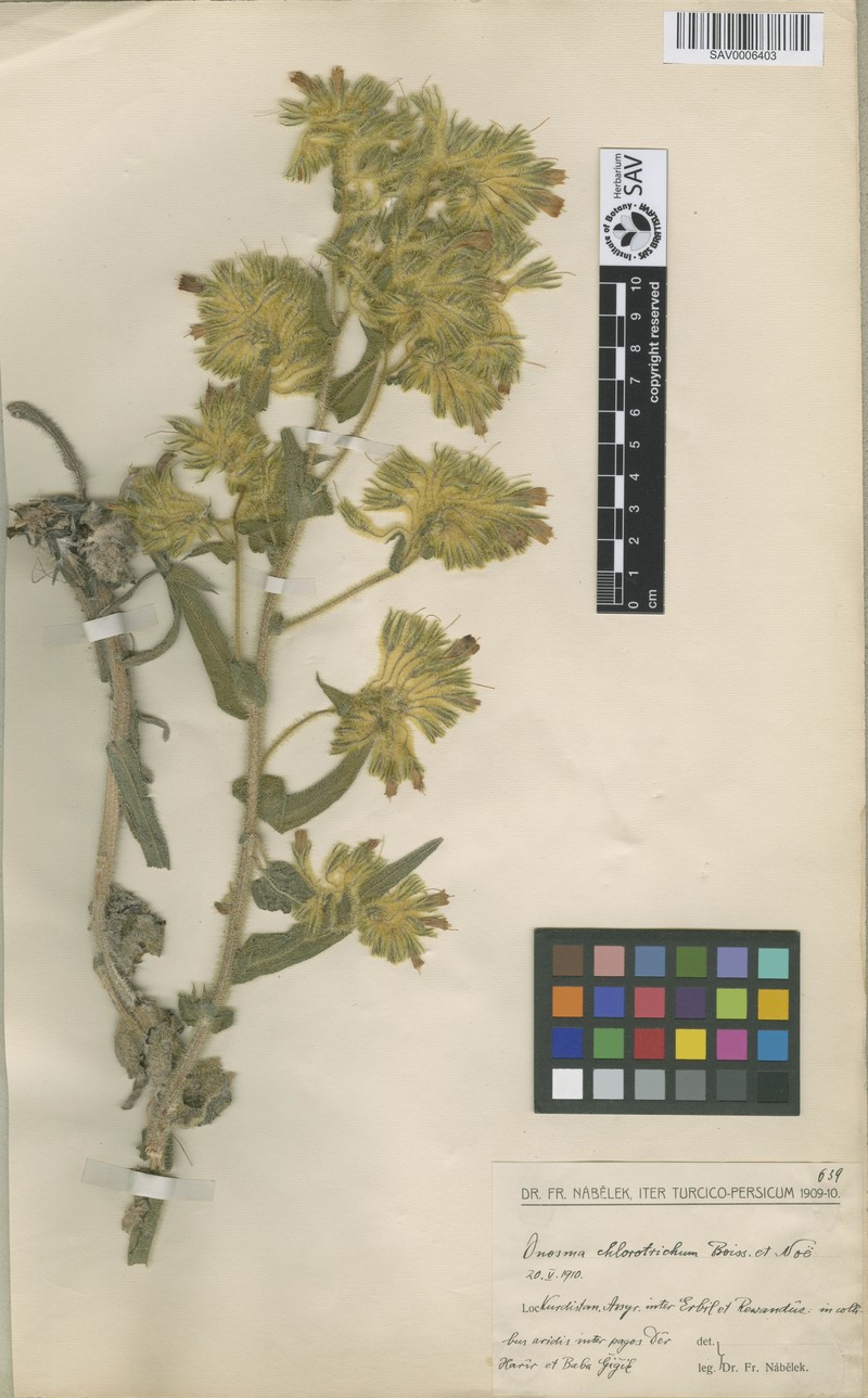 Onosma chlorotricha
