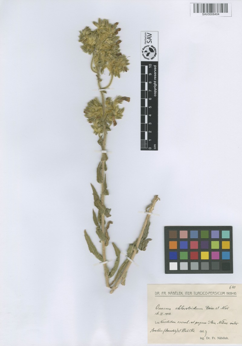 Onosma chlorotricha photo 2
