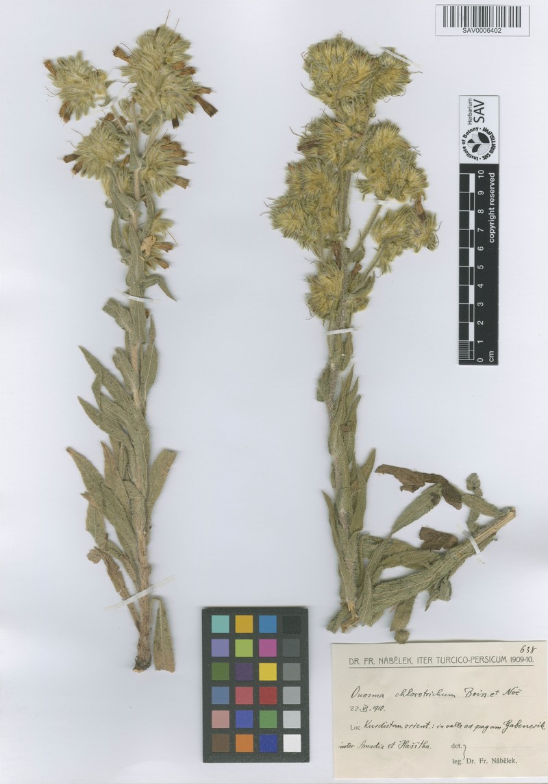 Onosma chlorotricha photo 3