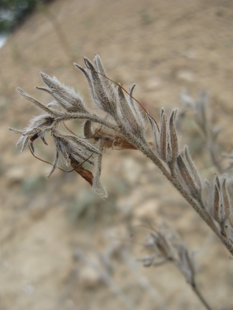 Onosma cinerea photo 2