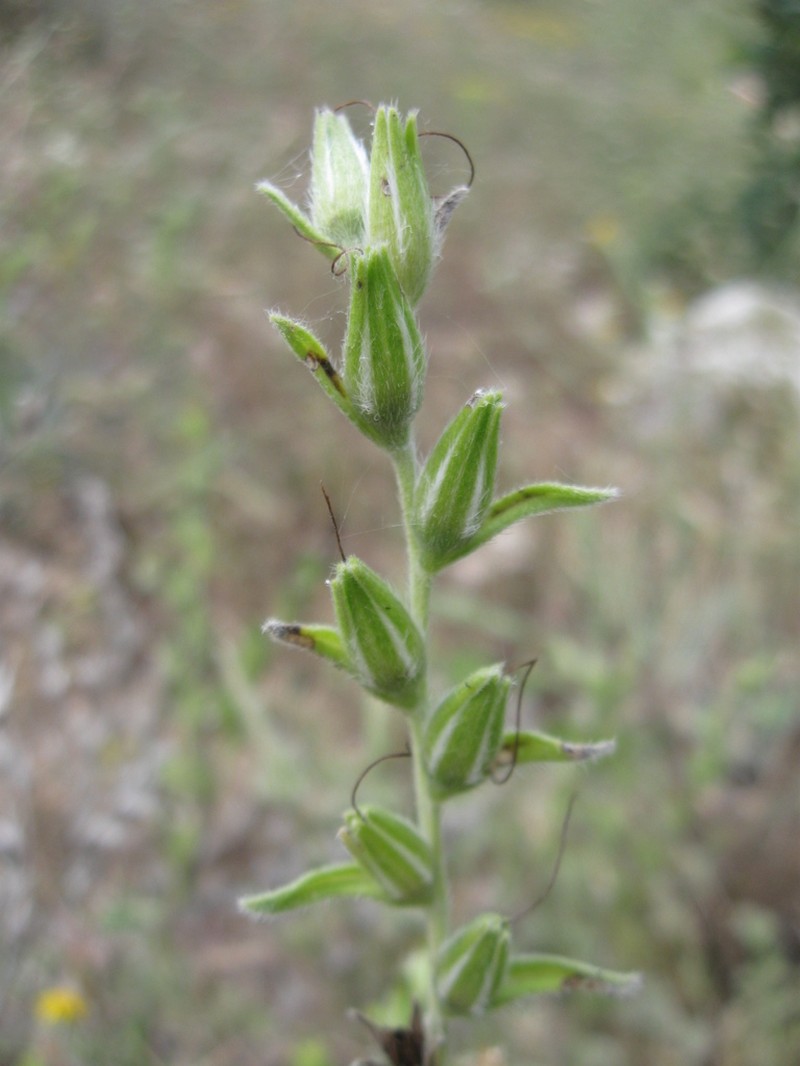 Onosma cinerea photo 3