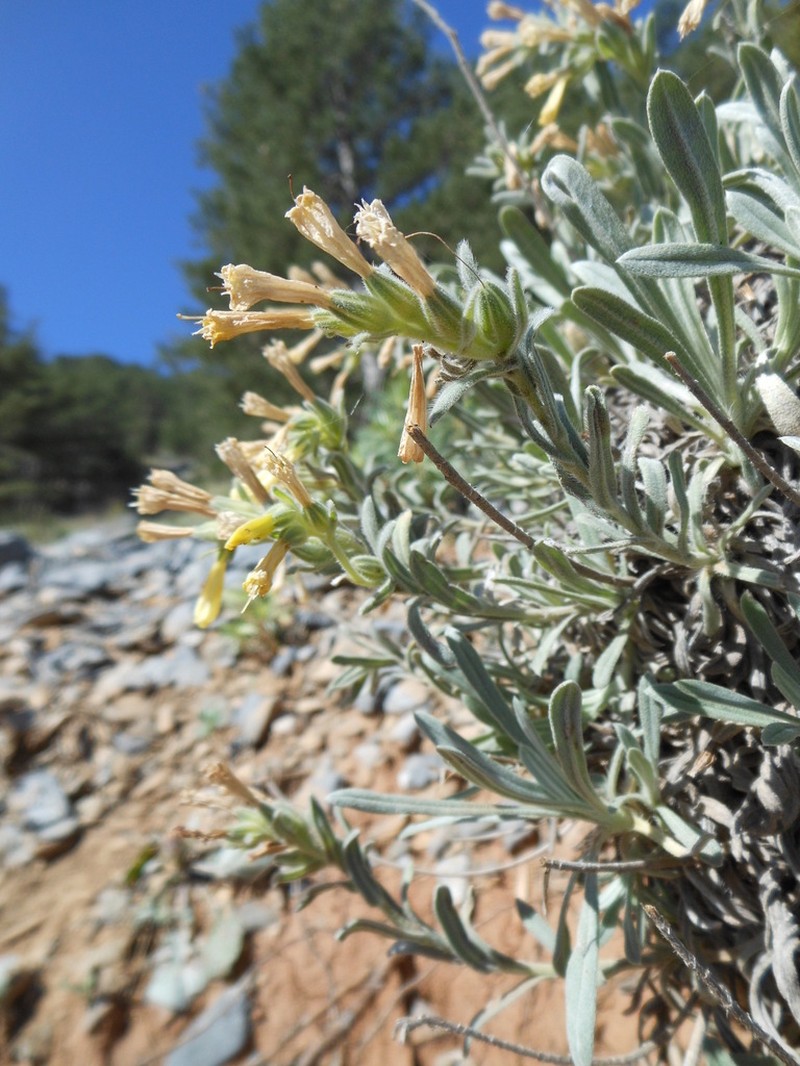 Onosma cinerea photo 4