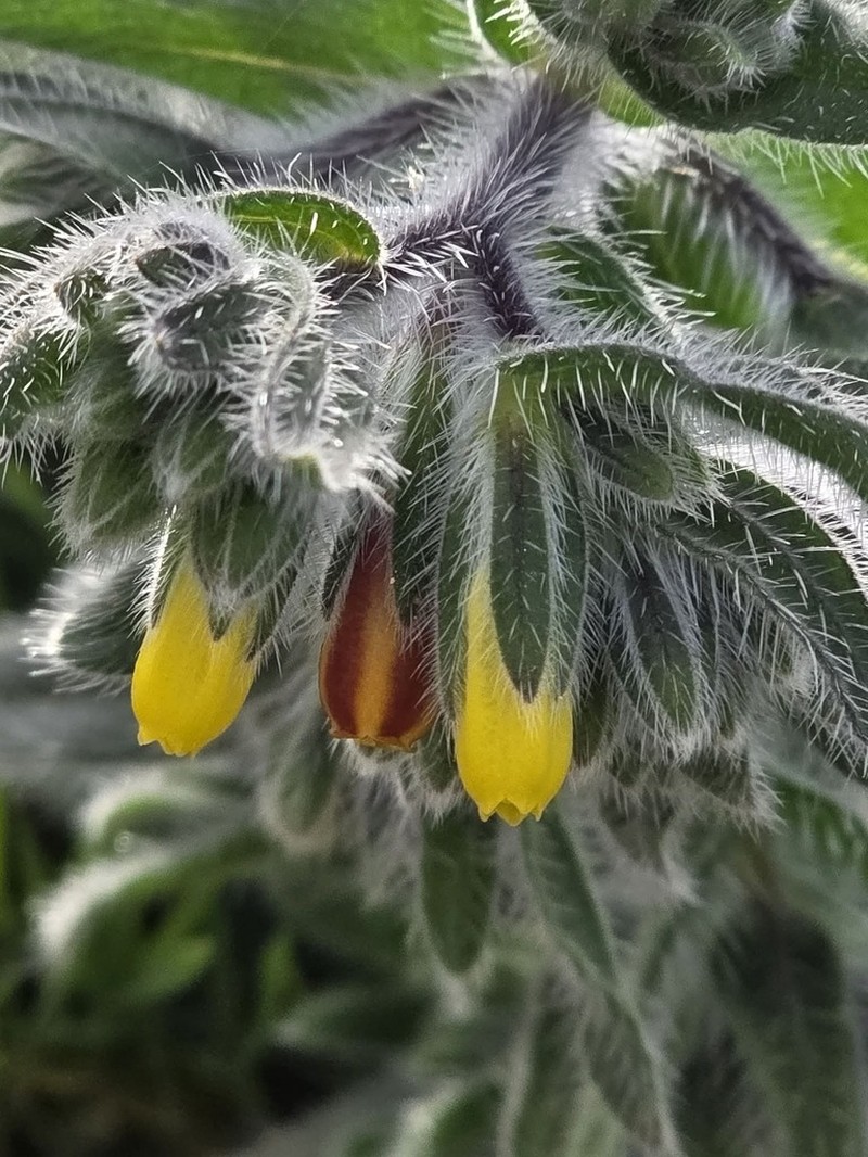Onosma cyrenaica photo 2