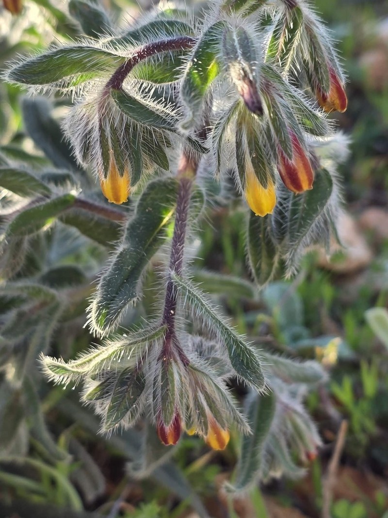 Onosma cyrenaica photo 3